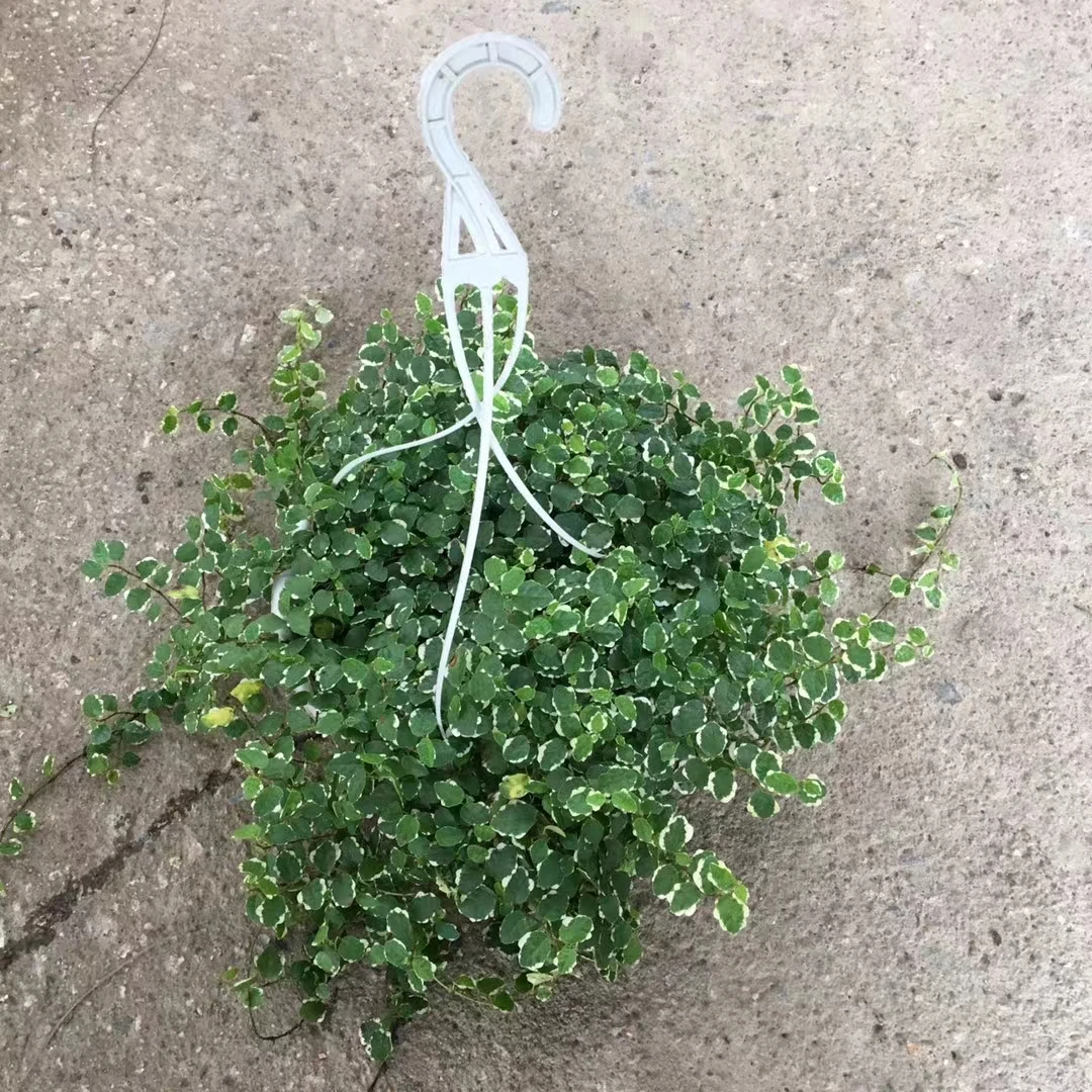 花叶霹雳盆栽青叶霹雳花镜工程造景耐热耐阴多年生爬藤攀援绿植
