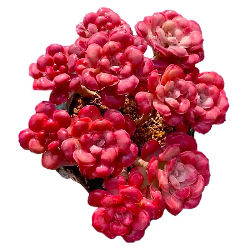 朱sir雨滴单头多肉植物   1颗