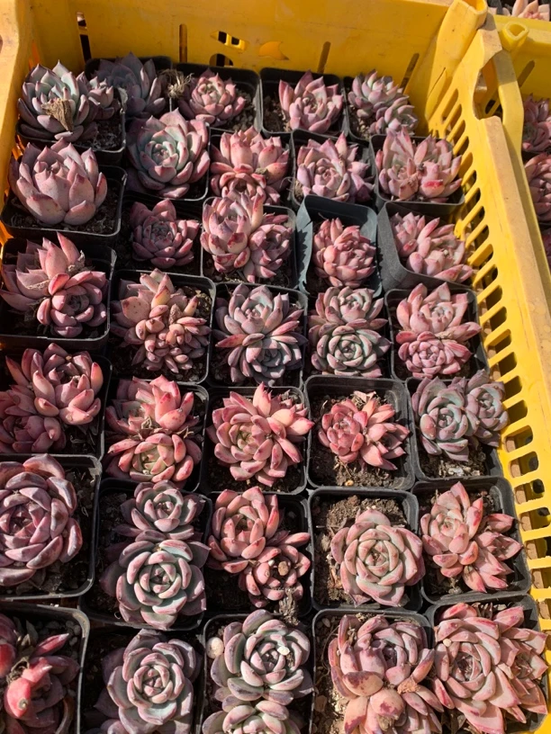红拉糖多肉植物 单  双头头