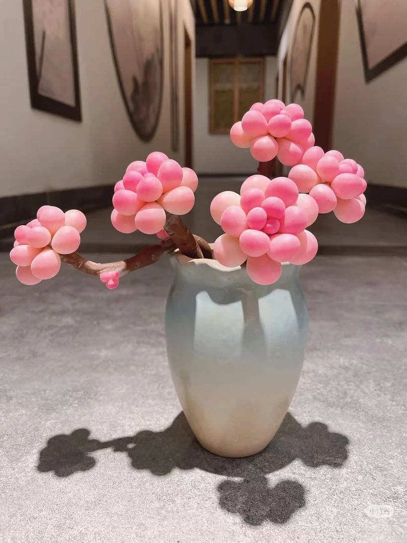 AAA级亚美粉黛桃蛋5头老桩多肉植物