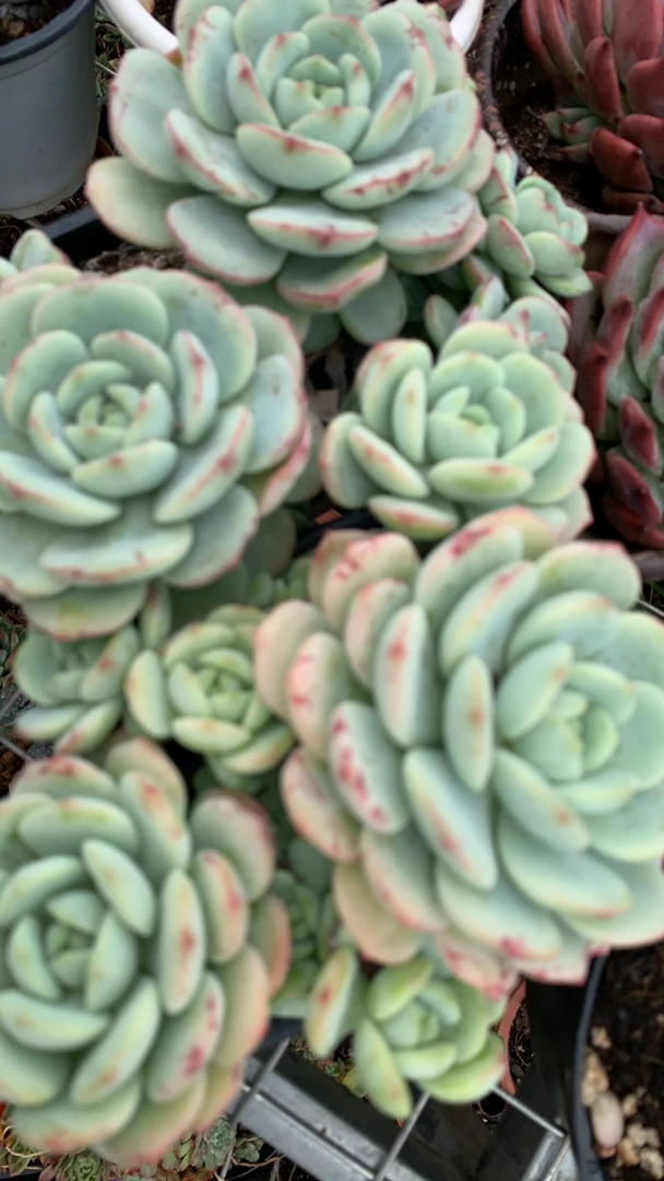 朱sir香草多肉植物