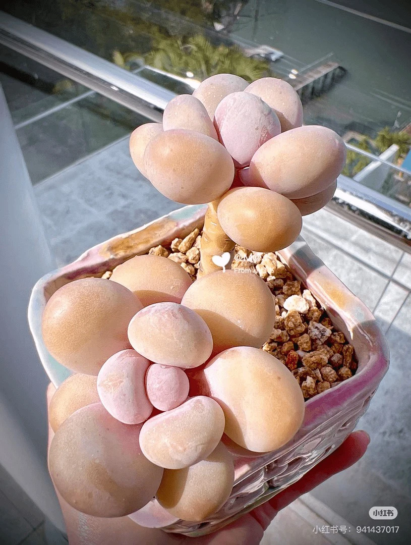 中号原始奶酪多肉植物拍一发二