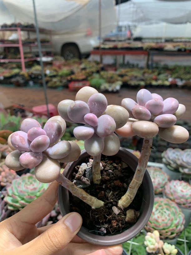 老桩桃蛋多肉植物（两头起）有砍