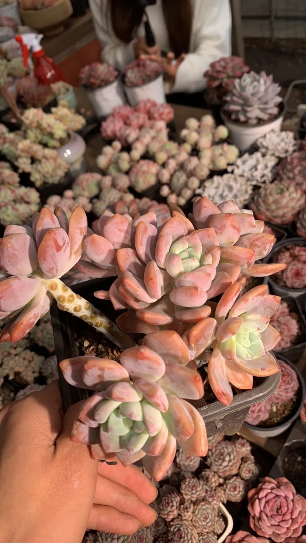 露凝香多肉植物多肉植物