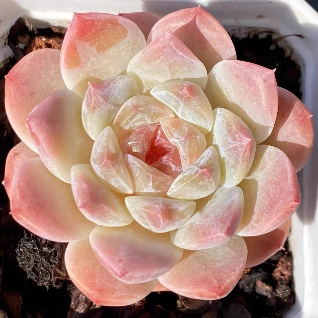 鲁冰单头多肉植物带盆带土  2颗