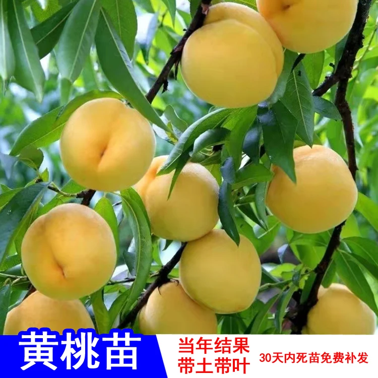 黄桃树苗嫁接苗水蜜桃油桃南北方种植锦绣黄桃罐头黄金蟠桃果树苗