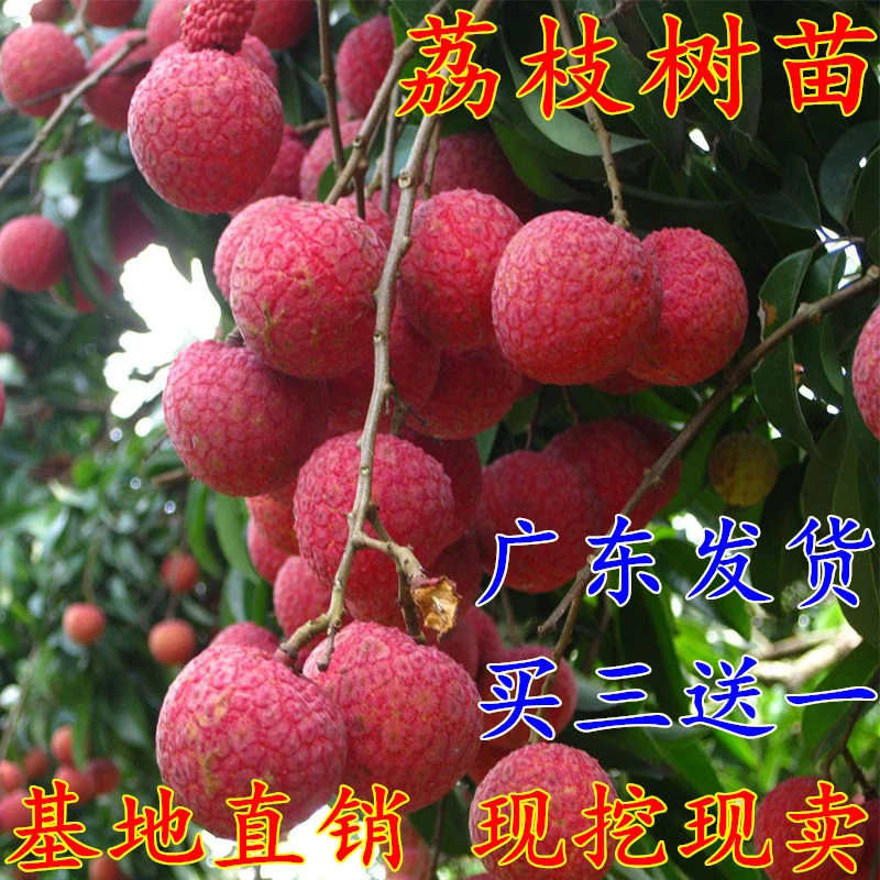 正宗嫁接荔枝树苗妃子笑糯米滋桂味无核果树苗当年结果南北方种植