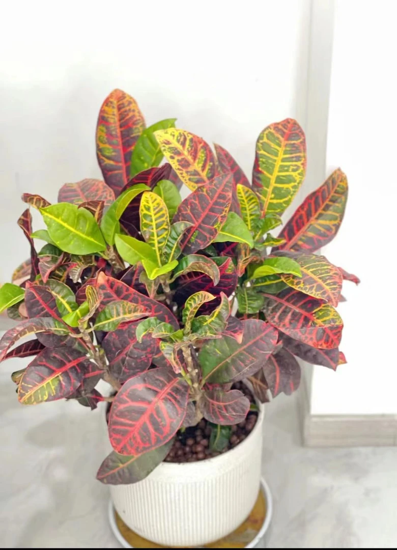 七彩变叶木变色木盆栽观叶绿植室内阳台庭院好养耐热耐旱美观摆设