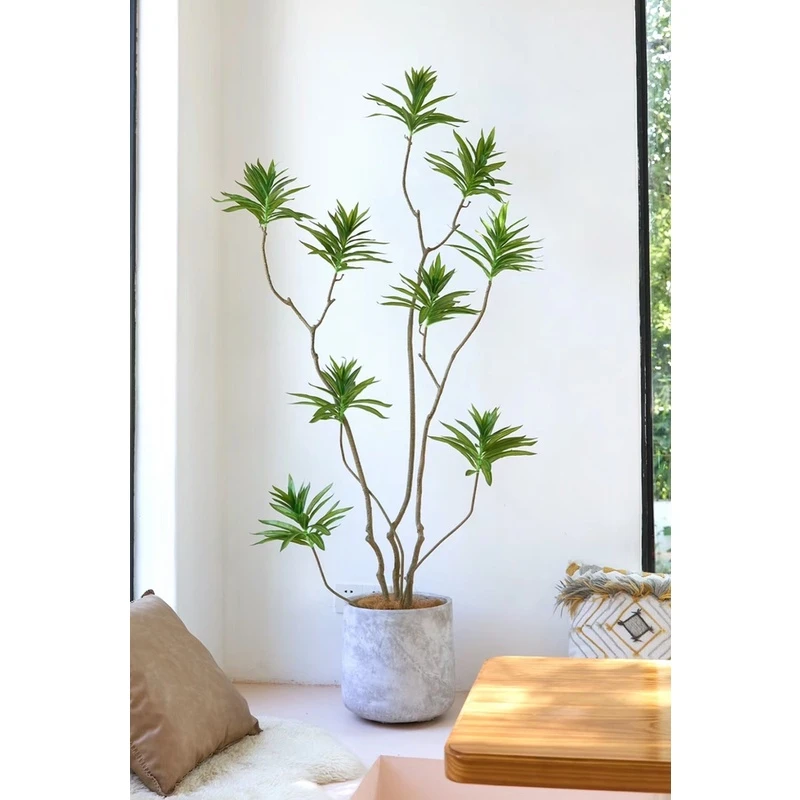 百合竹真新鲜客厅大型青叶盆栽办公室好养小苗室内真植物网红植物