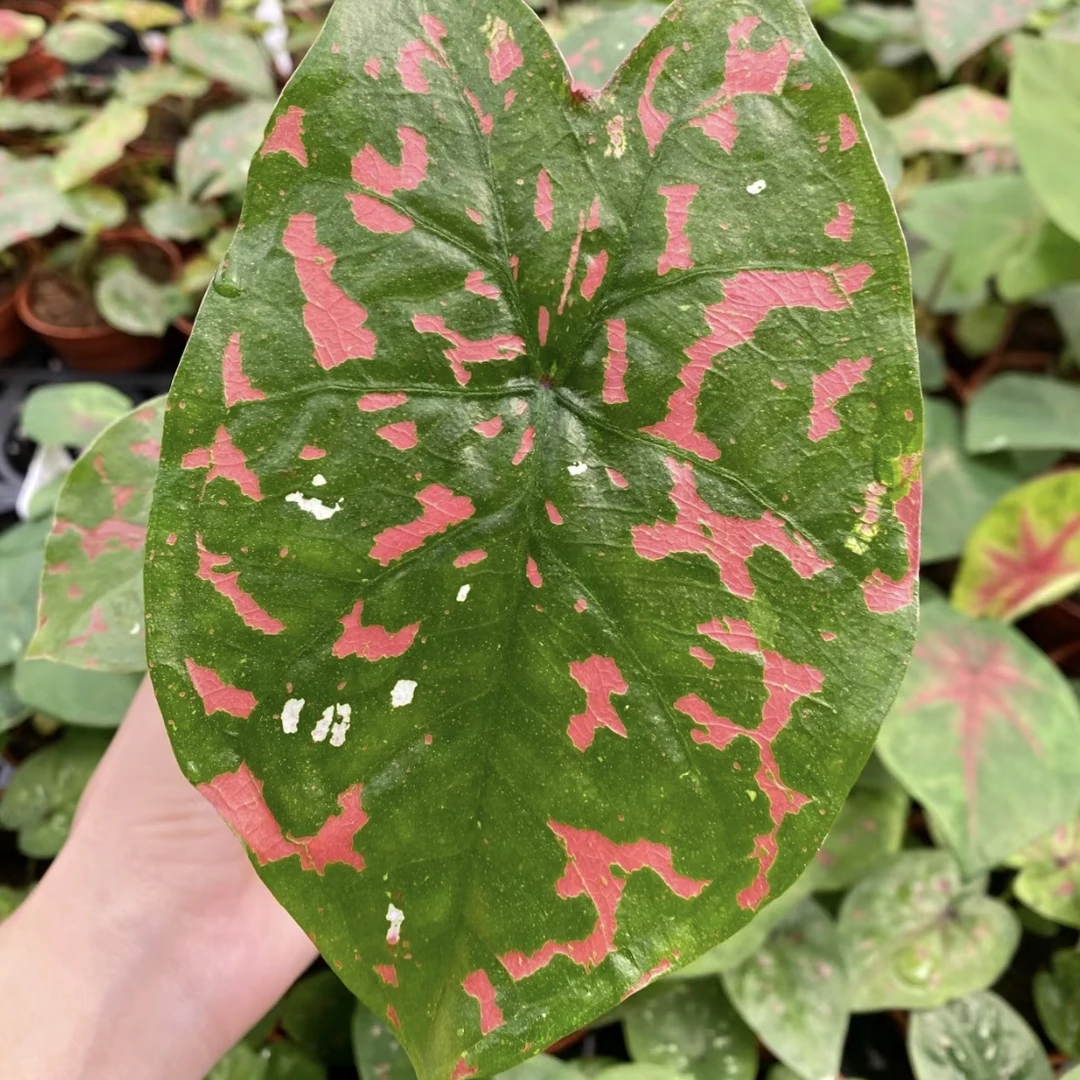 C级【箭毒蛙】彩叶芋花卉室内办公桌净化空气