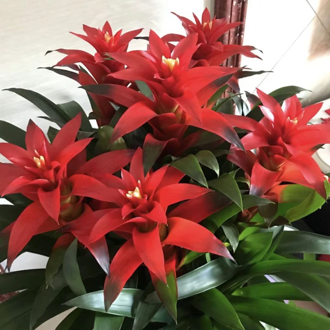 【基地直发】鸿运当头凤梨好看好养四季开花室内盆栽