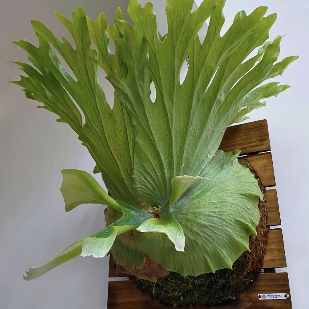 【加仑盆·女王鹿角蕨】清新绿植天南星科网红