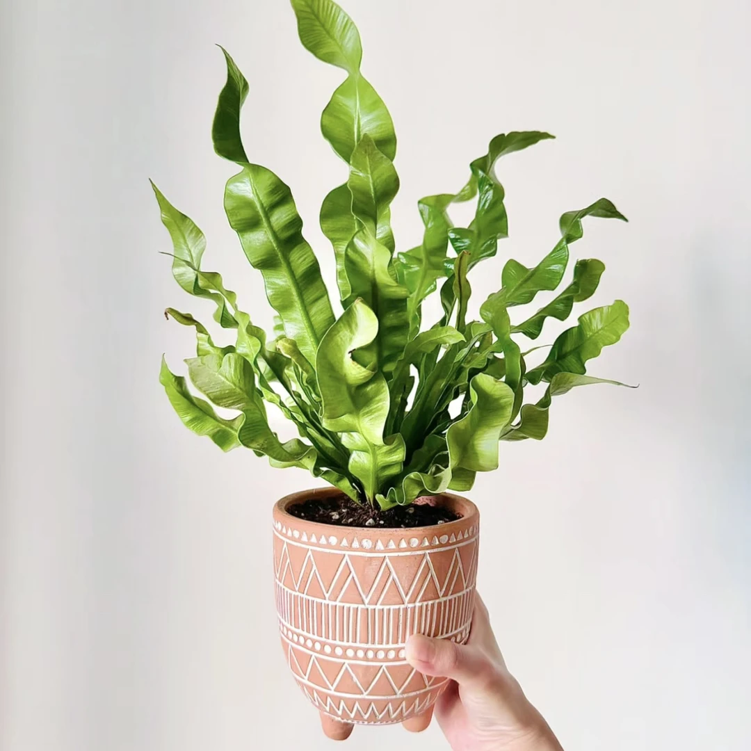 【火焰·鸟巢蕨】入门款超好养！小众ins风超清新绿植盆栽