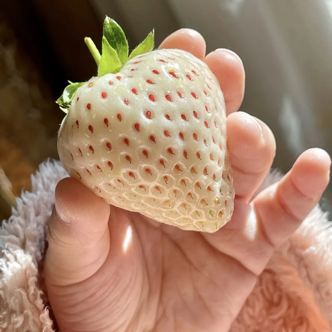 处理！【天使8号！白草莓】高产又皮实！新手入坑阳台党盆栽