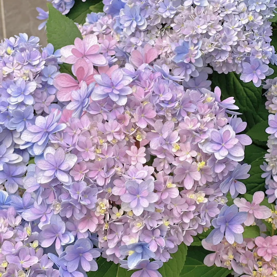 B【佳澄绣球】带花带花苞原盆原土发货开花绿植