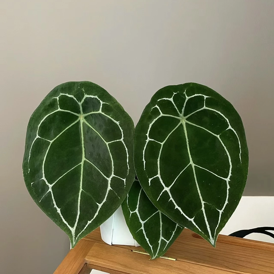 【盾叶花烛】原种播种!热植室内哥伦比亚心形叶片ins风植物懒人客厅