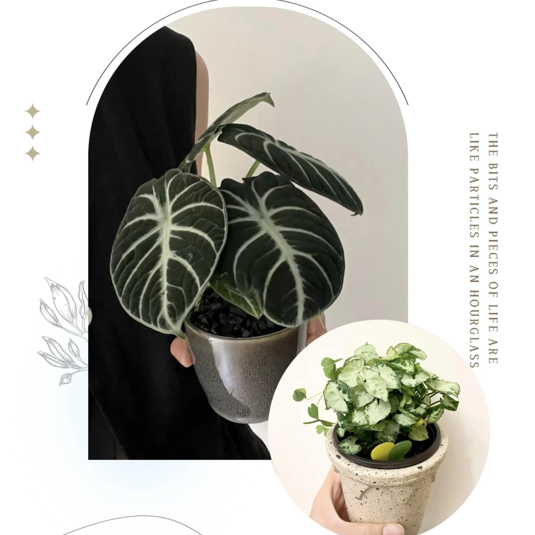 新手必入！【黑天鹅海芋&迷你合果芋】清新绿植天南星科网红