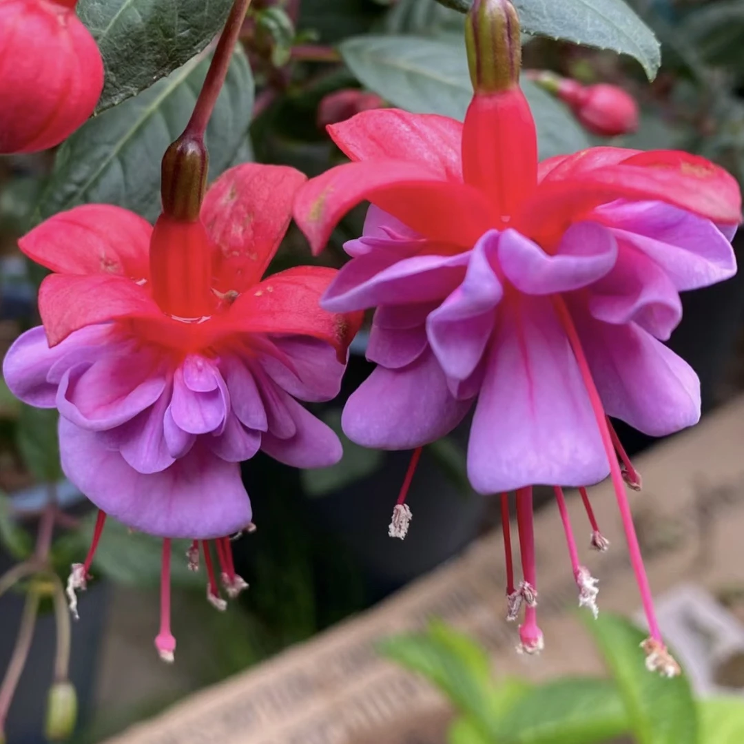 【埃拉香芋紫】倒挂金钟!木本好养绿植盆栽