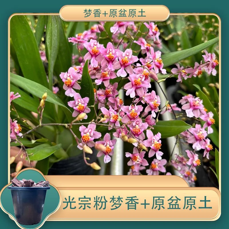 【7-12花箭】光宗粉！甜香好养四季兰花绿植盆栽