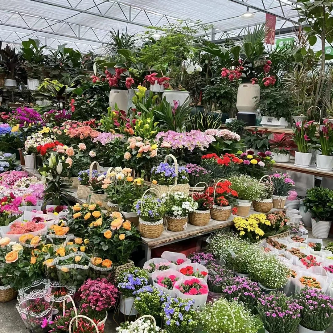【一口气送三颗！】盆栽花苗