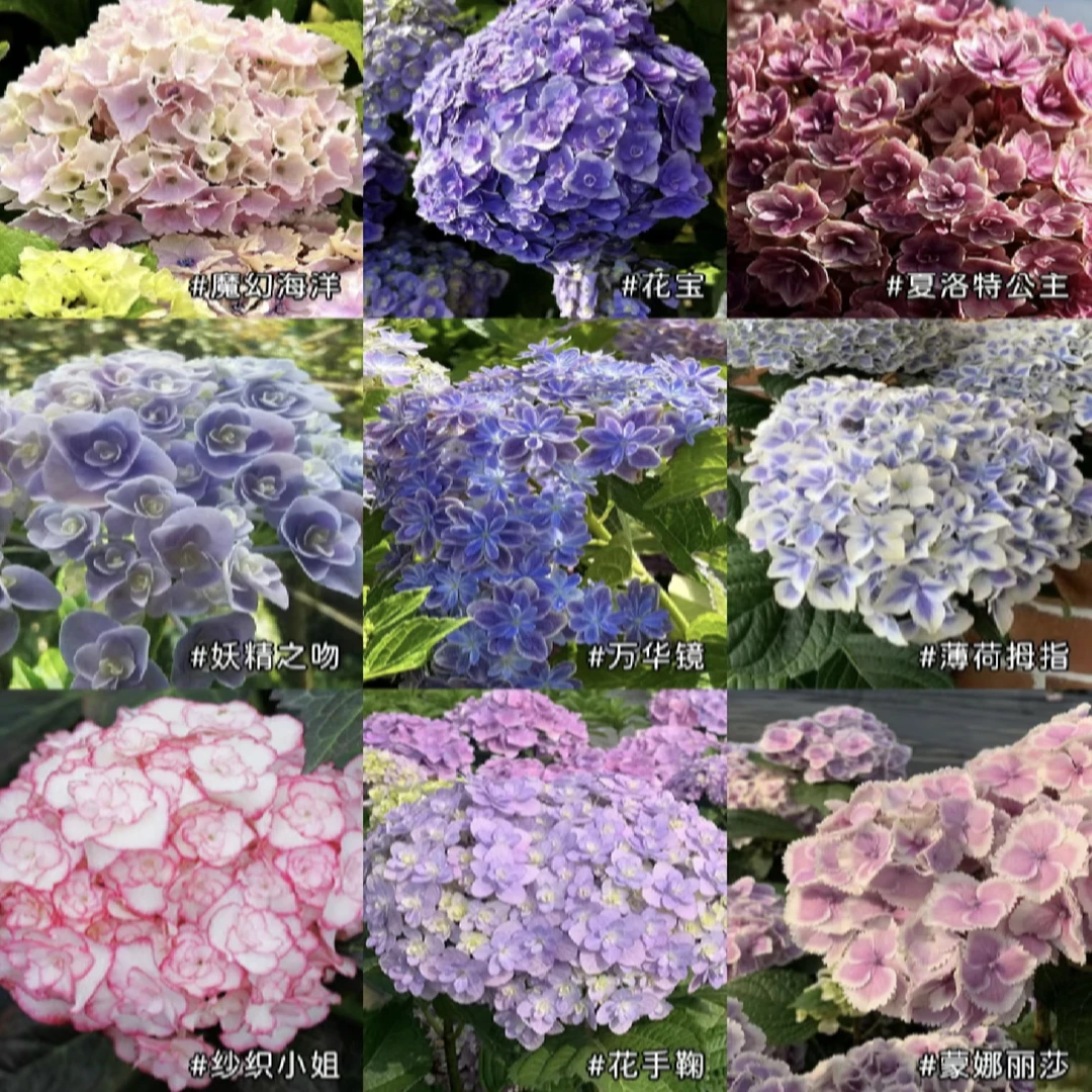 【两盆170#破烂绣球】好品种 超高性价比绿植盆栽