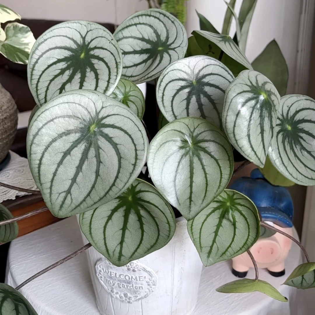 【麒麟瓜】观叶植物瓜瓜系列12厘米青山盆进口泥炭士发货