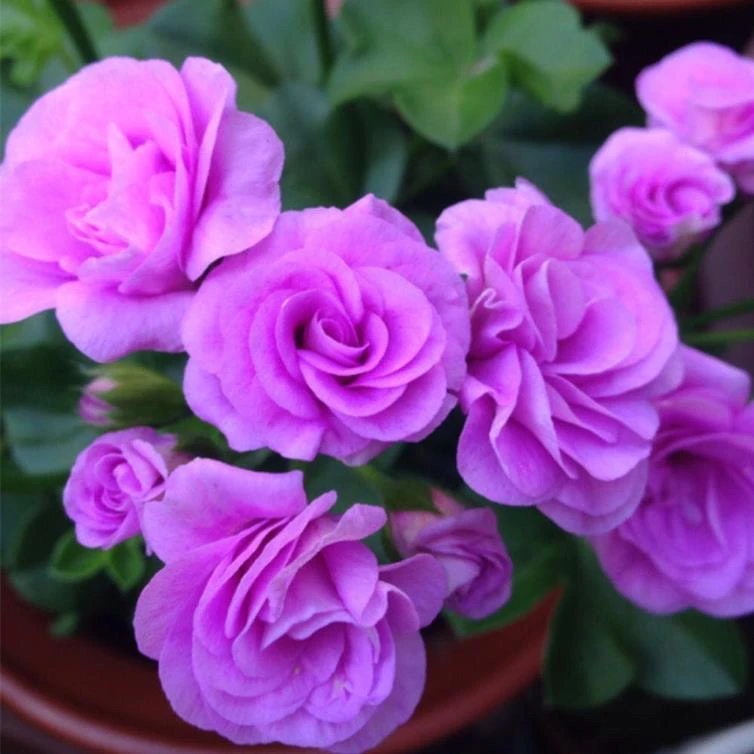 【香芋紫夏日玫瑰·天竺葵】四季开花！绿植盆栽耐寒高级ins风