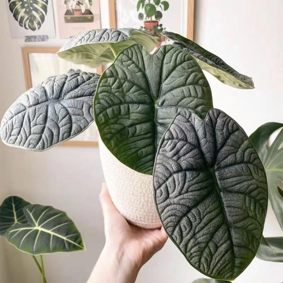 【哈密瓜海芋】alocasia melo耐阴观叶热带植物盆栽