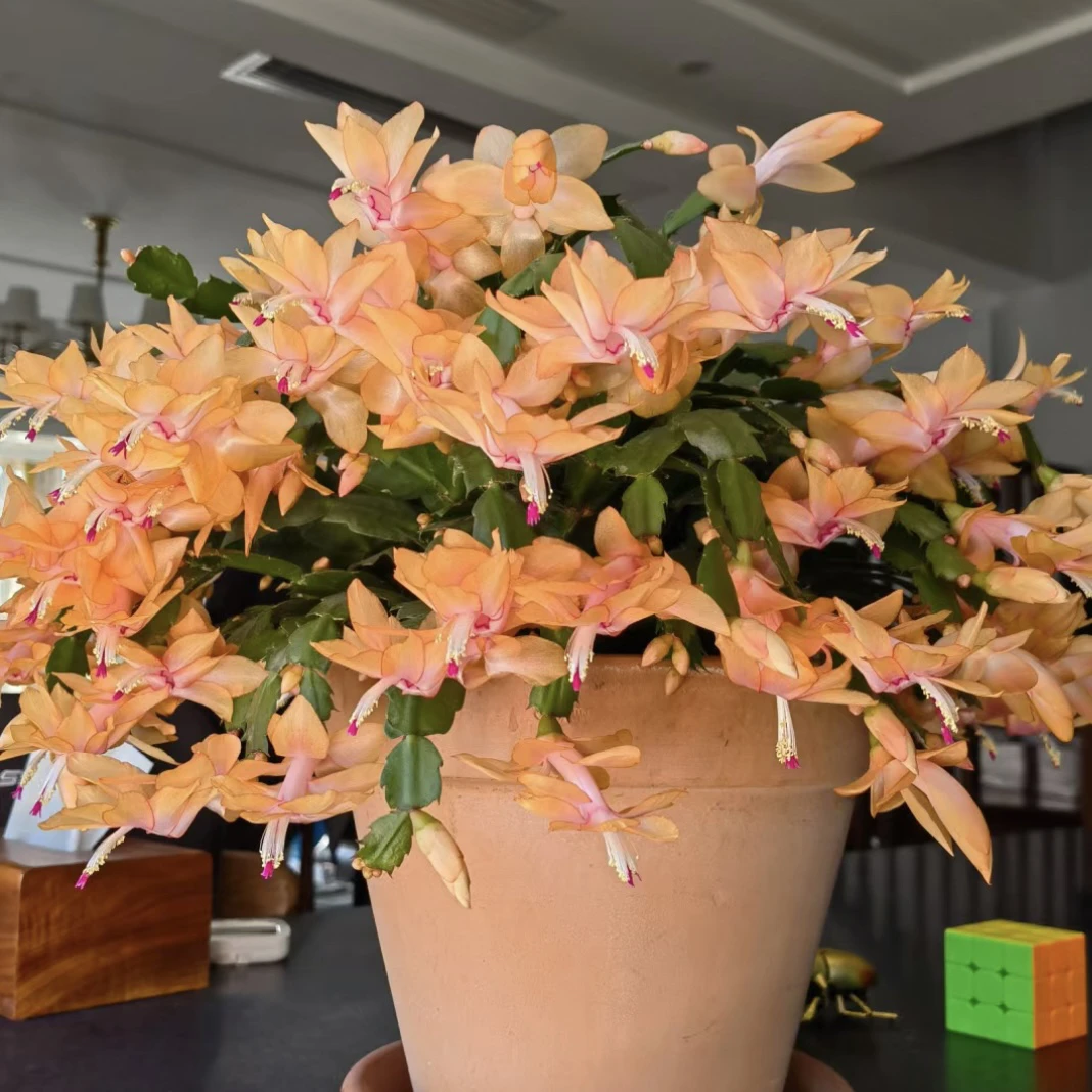 【黄金·蟹爪兰】四季开花！绿植盆栽高级ins风