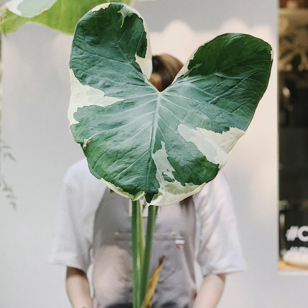 【米奇海芋】清新绿植天南星科网红