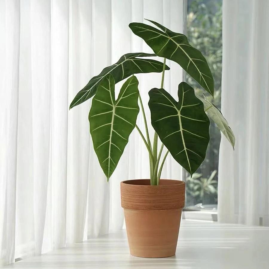 【加仑盆天鹅绒海芋】清新绿植天南星科网红绝绝子
