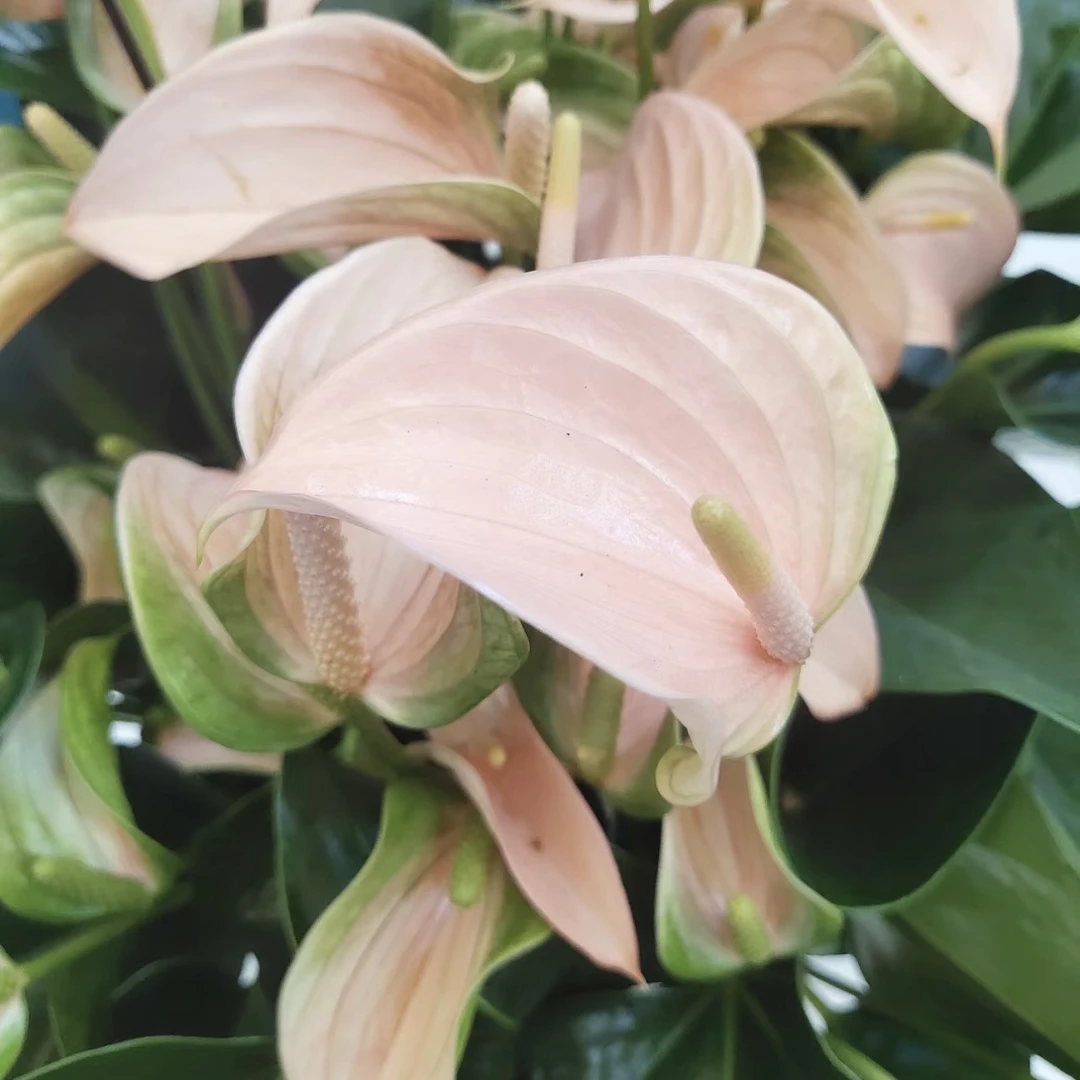 【桃色朱莉】高级莫兰迪色系！小众ins风超清新绿植盆栽