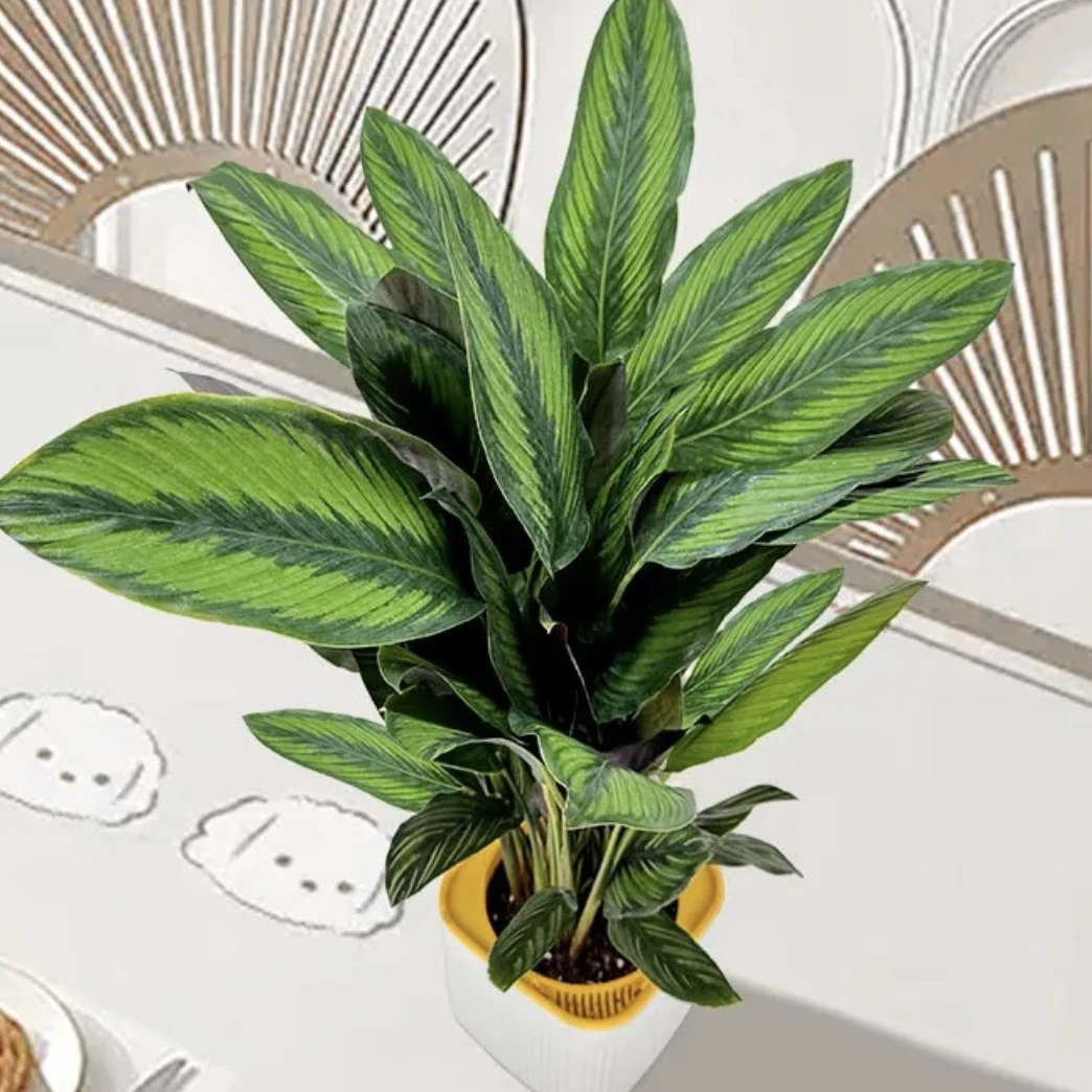 【魅力之星·竹芋】盆栽趣味家居植物好看好养可水培