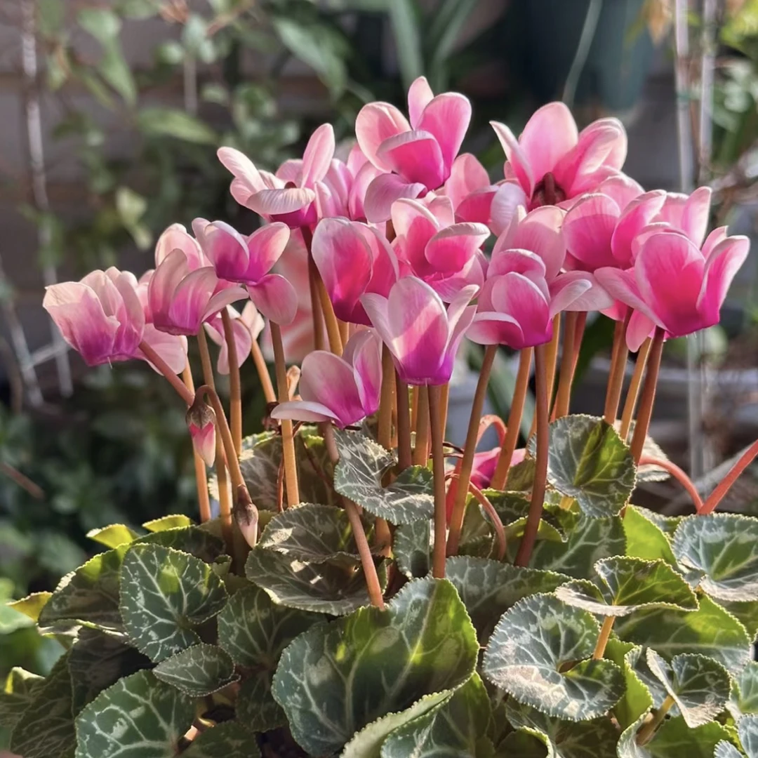 【梦幻兔耳·仙客来】梦幻颜色四季开花盆栽绿植