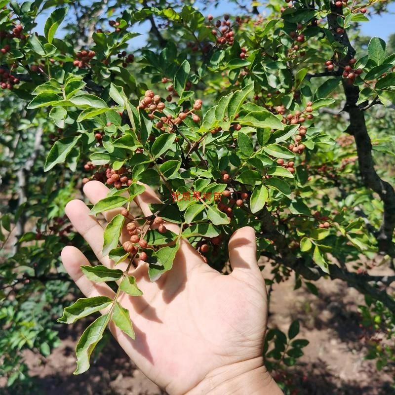 花椒苗树食用大红袍有刺藤椒当年结果大苗小苗四川青麻椒盆栽地栽