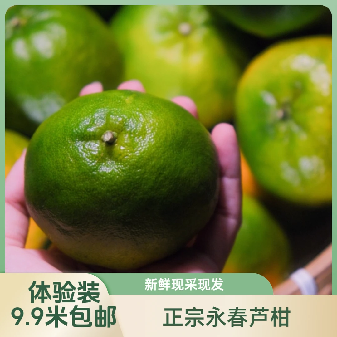 体验装正宗福建永春芦柑应季采摘精品橘子新鲜孕妇水果礼盒装包邮