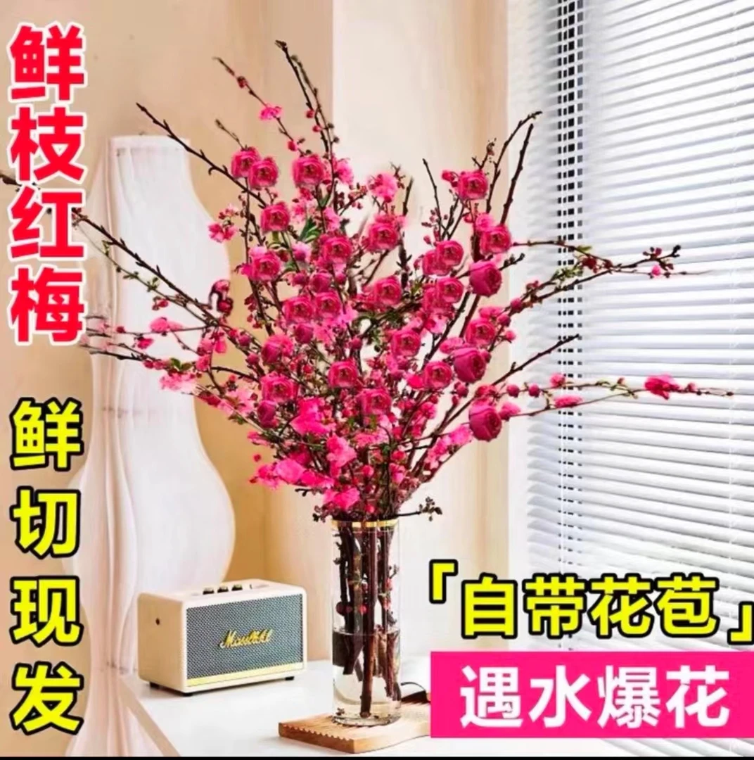 红梅水培鲜枝红梅桃花耐寒好养易活插水养鲜花阳台卧室客厅
