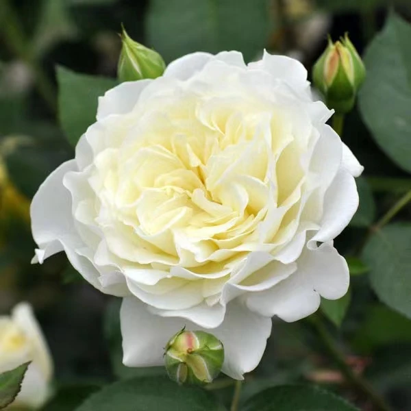 雪野一梦  强香大花月季（5+根结土球发货）