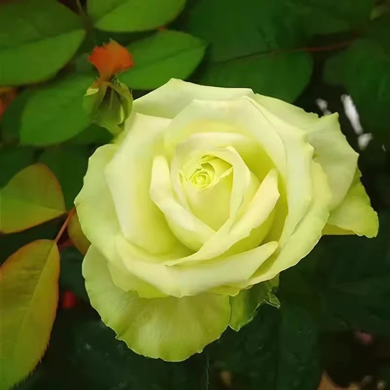 浪漫格林 /绿色浪漫    绿色切花灌木月季（5+根结土球发货）