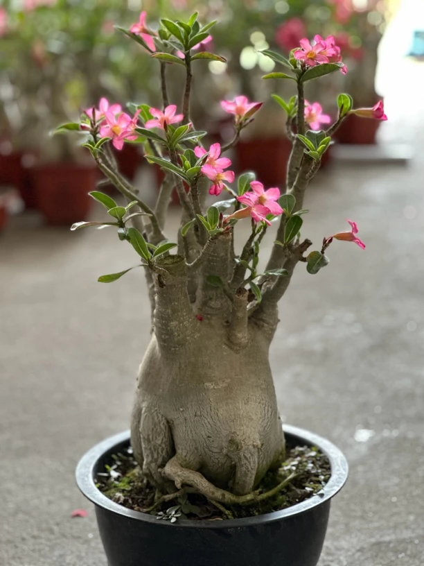 沙漠玫瑰原生苗索科特拉阿拉伯小苗阳台耐旱易养四季开花懒人花卉