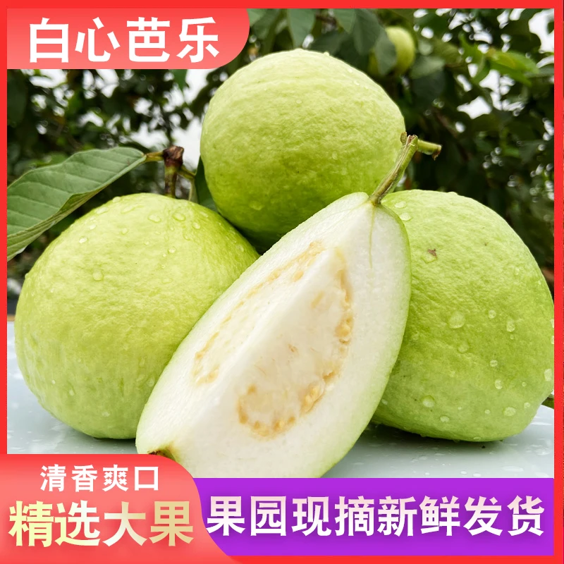 新鲜现摘珍珠芭乐番石榴老树软心白心3/5/8斤脆甜爽口包邮