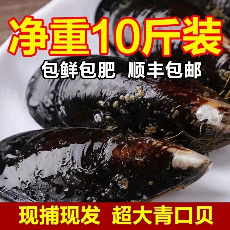 鲜活特大青口贝新鲜大海虹淡菜野生贻贝贝类水产海鲜