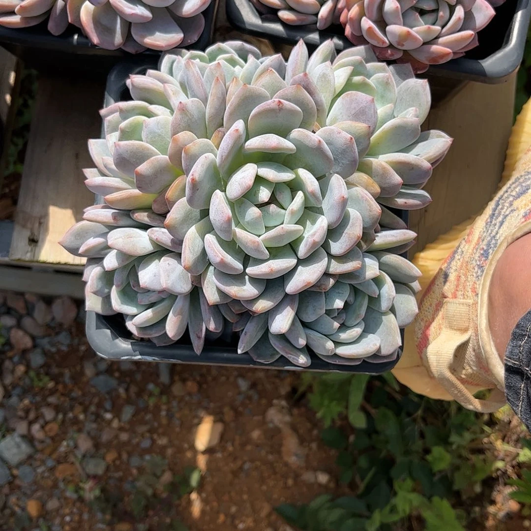 竹*寄养链接的肉肉的肉肉