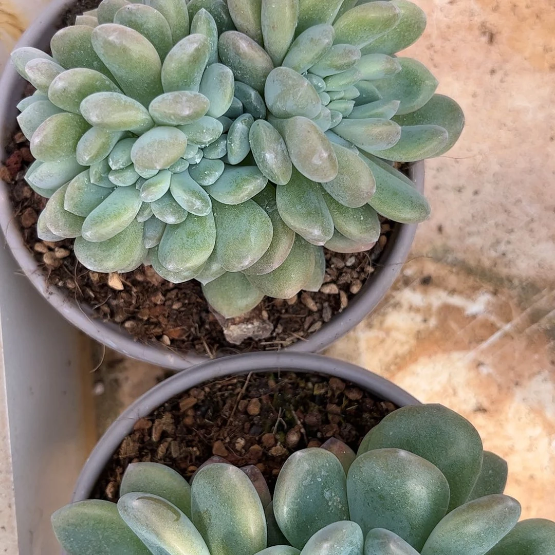 锄***午寄养链接的肉肉的