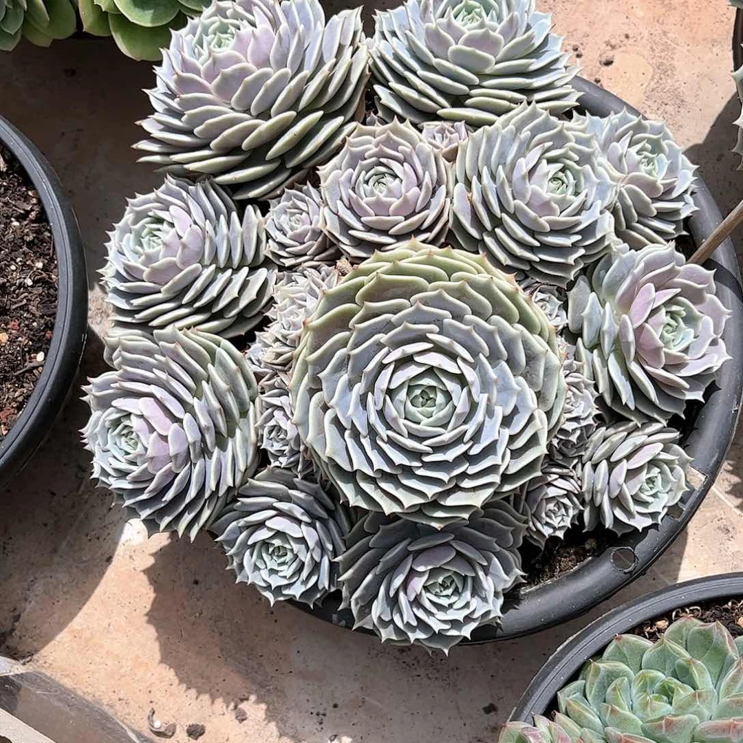 寄养链接的肉肉的肉肉