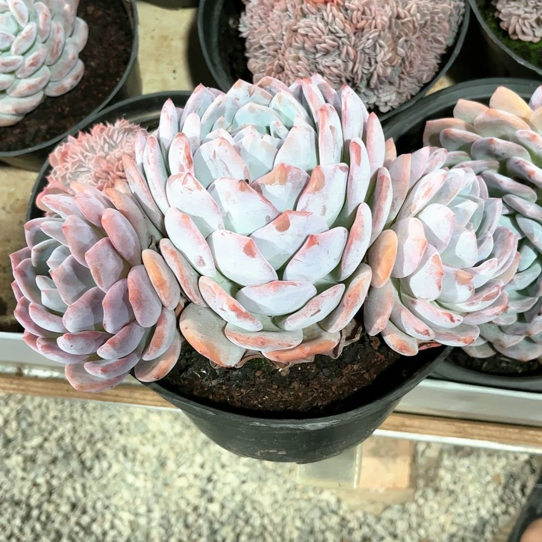 寄养链接的肉肉的