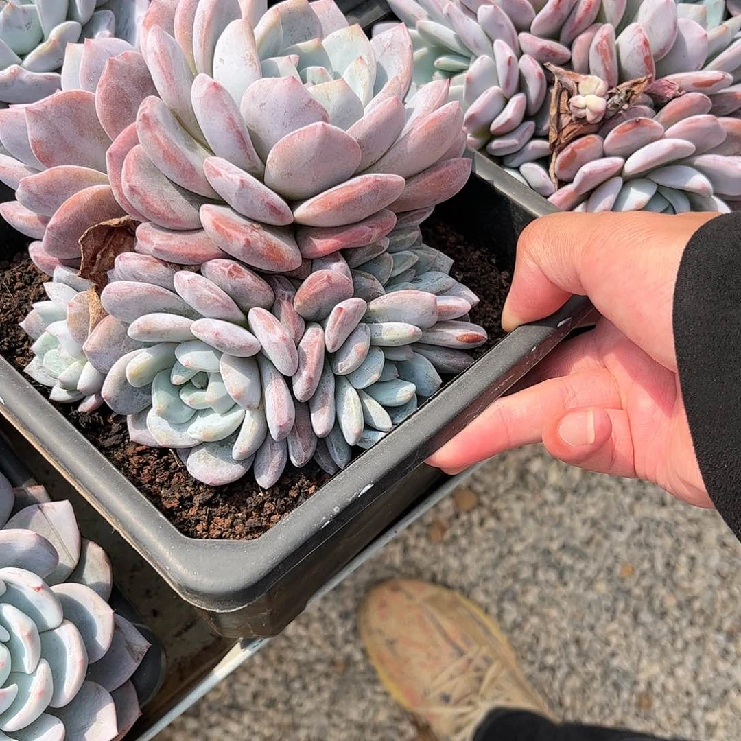 额**0寄养链接的肉肉的