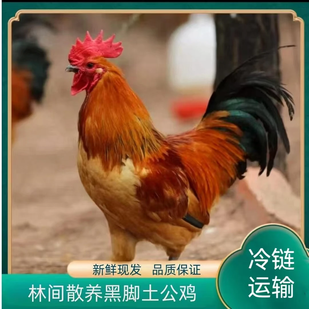 【农家土鸡】林间放养黑脚公鸡 发2只净重共6斤 带内脏