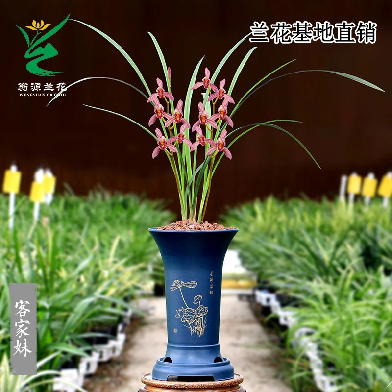 翁源兰花苗建兰红花铭品客家妹开花浓香客厅室内好养绿植花卉盆栽