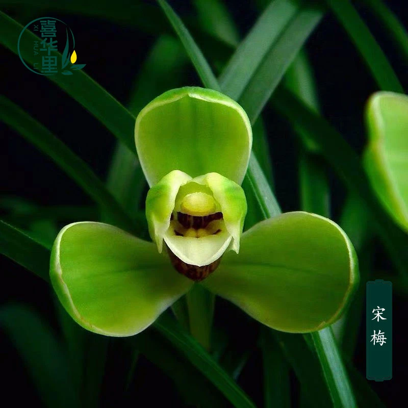 翁源兰花苗老种宋梅春兰八大铭品带花浓香型好养室内绿植花卉盆栽